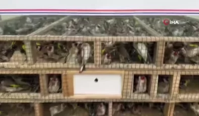 Nesli tükenme tehlikesindeki 4 bin kuşla yakalandı: 5 milyon 600 bin TL para cezası