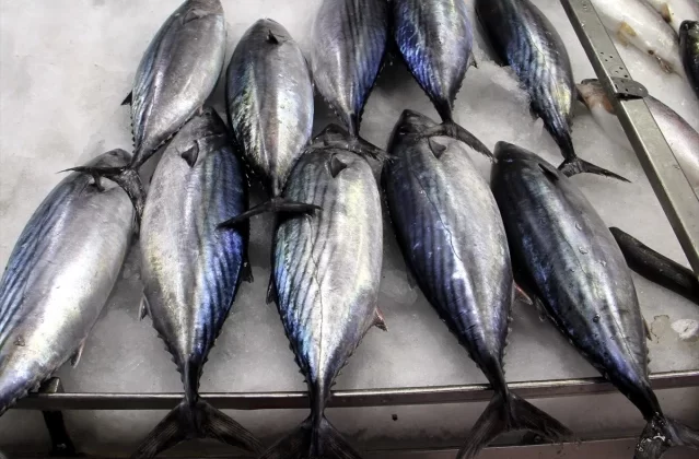 Sinop’ta Torik Balığı Tezgahlarda Arttı