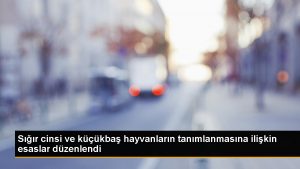 Tanimsiz-hayvanlar-icin-yeni-duzenleme.jpg