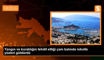Yangın ve kuraklığın tehdit ettiği çam balında rekolte yüzleri güldürdü