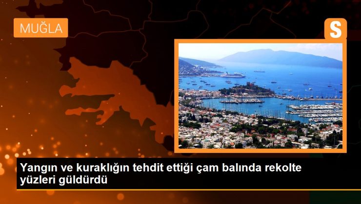 Yangın ve kuraklığın tehdit ettiği çam balında rekolte yüzleri güldürdü