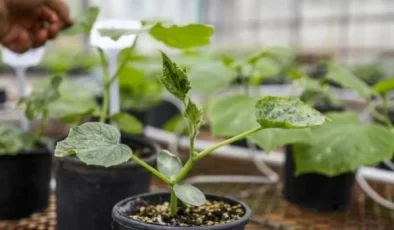 Yeni bir hıyar çeşidi ‘Gözen’ üretildi