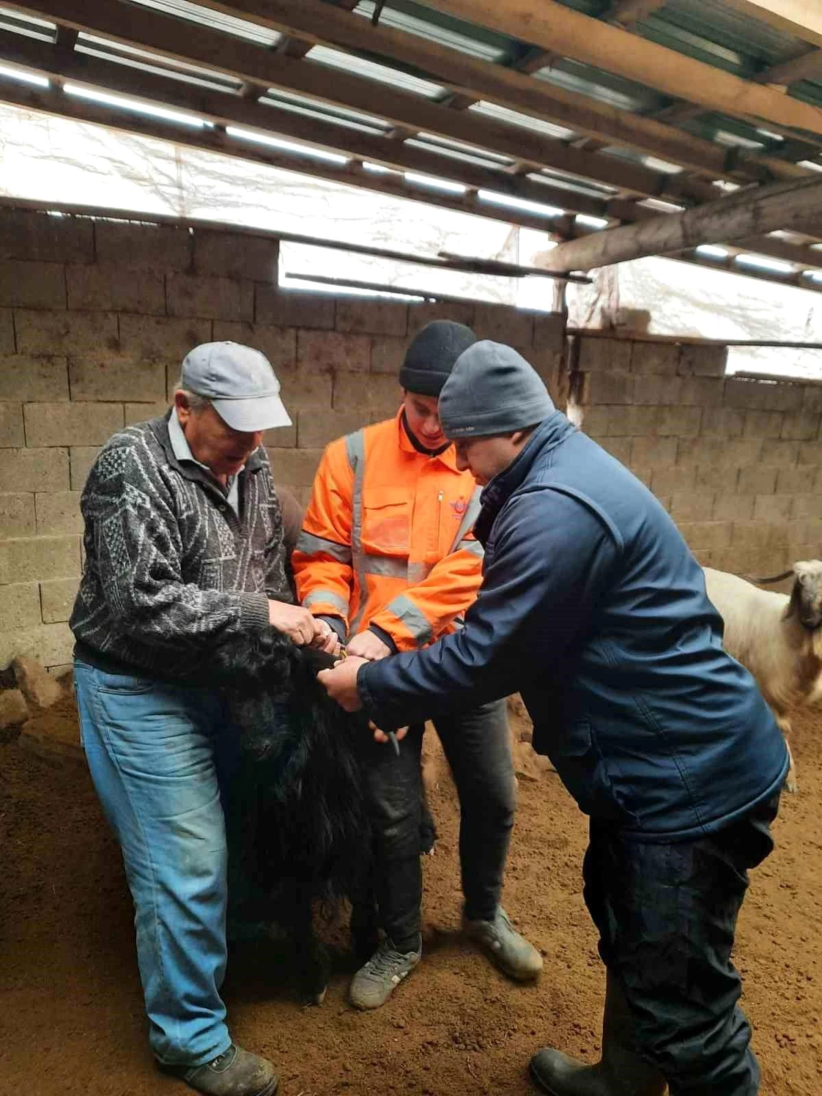 Beyşehir’de Hayvan Hastalıklarıyla Mücadele Çalışmaları Devam Ediyor