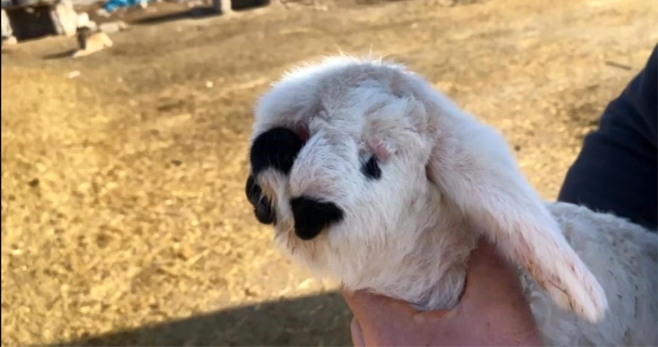 Konya’da doğan anormal kuzu sahibini şaşkına çevirdi: Bugüne kadar böyle bir şey görmedim