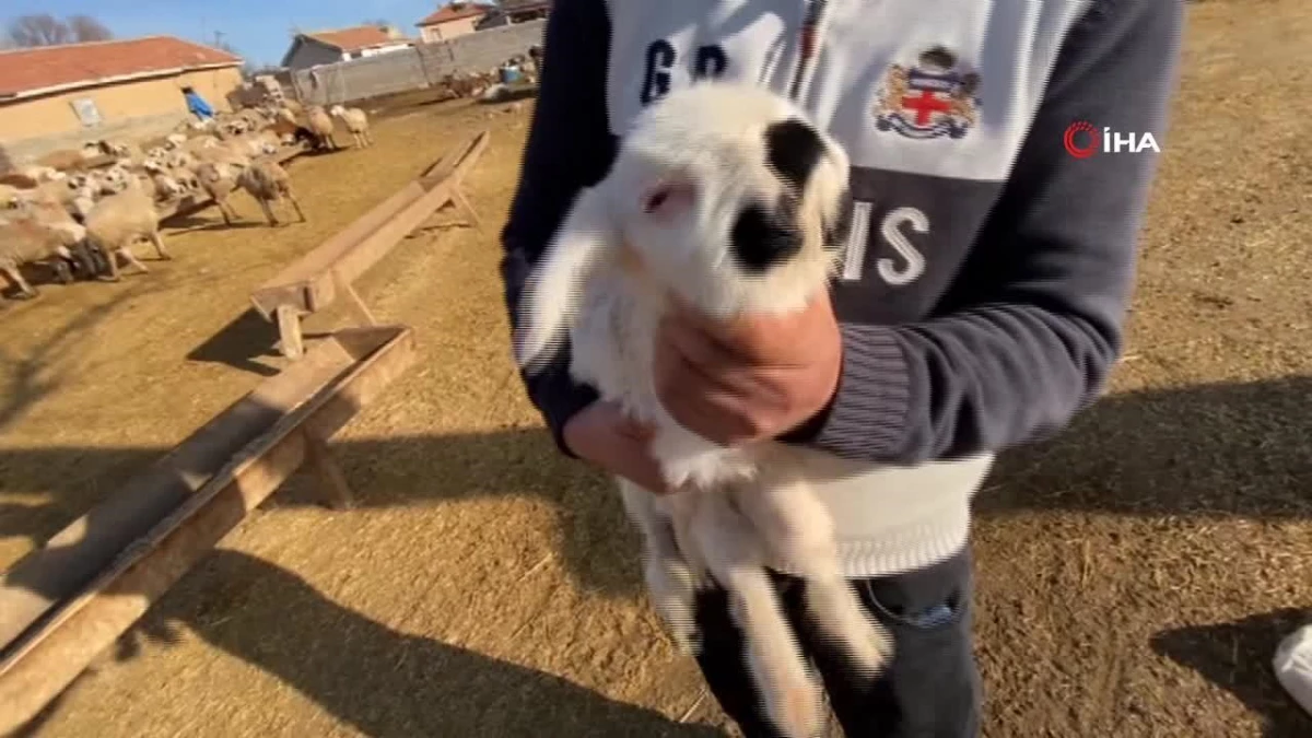 Çenesi anormal ve sol gözü olmayan kuzu sahibini şaşkına çevirdi