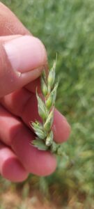 ÇUMRA ZİRAAT ODASI'NDAN ÇİFTÇİLERE UYARI: "ZARARLILARA KARŞI ÖNLEMLER ALINMALI"