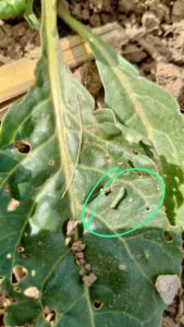 ÇUMRA ZİRAAT ODASI'NDAN ÇİFTÇİLERE UYARI: "ZARARLILARA KARŞI ÖNLEMLER ALINMALI"