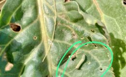 ÇUMRA ZİRAAT ODASI’NDAN ÇİFTÇİLERE UYARI: “ZARARLILARA KARŞI ÖNLEMLER ALINMALI”