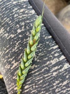 ÇUMRA ZİRAAT ODASI'NDAN ÇİFTÇİLERE UYARI: "ZARARLILARA KARŞI ÖNLEMLER ALINMALI" 5 ÇUMRA ZİRAAT ODASI'NDAN ÇİFTÇİLERE UYARI: "ZARARLILARA KARŞI ÖNLEMLER ALINMALI"