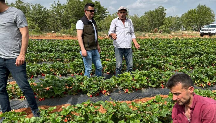 BOZKIR’DA ÇİLEK HASADI BAŞLADI