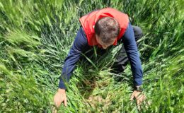 KONYA İL TARIM VE ORMAN  MÜDÜRÜ DURAN SEÇEN ÇUMRA’DA HUBUBAT ALANLARINDA İNCELEMELERDE BULUNDU