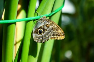 Konya Tropikal Kelebek Bahçesi ve Sille'deki Müzeler Şeb-i Arus Haftasında Ziyarete Açık Olacak