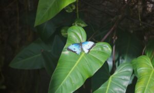 Konya Tropikal Kelebek Bahçesi ve Sille'deki Müzeler Şeb-i Arus Haftasında Ziyarete Açık Olacak