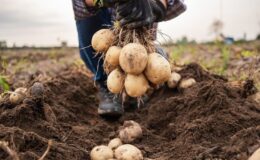 KONYA ŞEKER’DEN ÜRETİCİLERE 348 MİLYON TL’LİK PATATES BEDELİ ÖDEMESİ