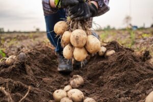 KONYA ŞEKER’DEN ÜRETİCİLERE 348 MİLYON TL’LİK PATATES BEDELİ ÖDEMESİ