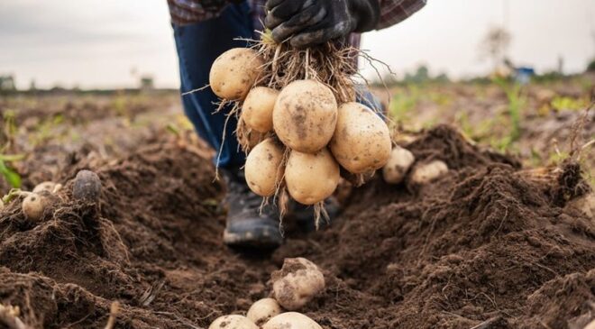 KONYA ŞEKER’DEN ÜRETİCİLERE 348 MİLYON TL’LİK PATATES BEDELİ ÖDEMESİ