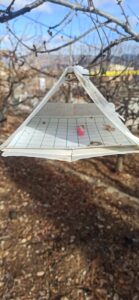 Taşkent’te Akdeniz Meyve Sineği ile Mücadele Çalışmaları Devam Ediyor