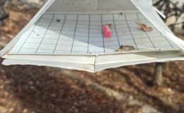 Taşkent’te Akdeniz Meyve Sineği ile Mücadele Çalışmaları Devam Ediyor