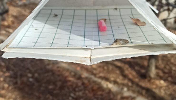 Taşkent’te Akdeniz Meyve Sineği ile Mücadele Çalışmaları Devam Ediyor 1 Taşkent’te Akdeniz Meyve Sineği ile Mücadele Çalışmaları Devam Ediyor