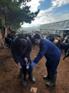 Beyşehir İlçe Tarım ve Orman Müdürlüğü’nden Küçükbaş Hayvancılık İşletmelerine Destek