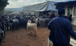 Beyşehir İlçe Tarım ve Orman Müdürlüğü’nden Küçükbaş Hayvancılık İşletmelerine Destek
