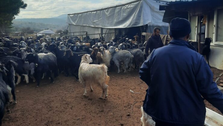 Beyşehir İlçe Tarım ve Orman Müdürlüğü’nden Küçükbaş Hayvancılık İşletmelerine Destek 1 Beyşehir İlçe Tarım ve Orman Müdürlüğü’nden Küçükbaş Hayvancılık İşletmelerine Destek
