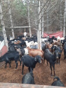 Beyşehir İlçe Tarım ve Orman Müdürlüğü’nden Küçükbaş Hayvancılık İşletmelerine Destek
