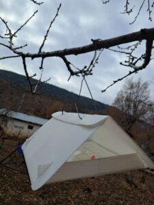 Taşkent’te Akdeniz Meyve Sineği ile Mücadele Çalışmaları Devam Ediyor