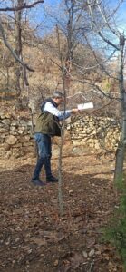 Taşkent’te Akdeniz Meyve Sineği ile Mücadele Çalışmaları Devam Ediyor