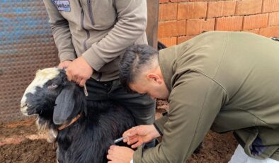 Ahırlı’da Küçükbaş Hayvanlar İçin Sağlık Çalışmaları Devam Ediyor