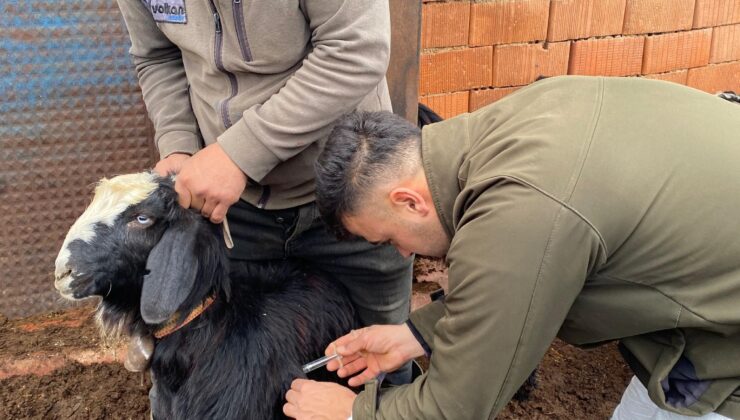Ahırlı’da Küçükbaş Hayvanlar İçin Sağlık Çalışmaları Devam Ediyor
