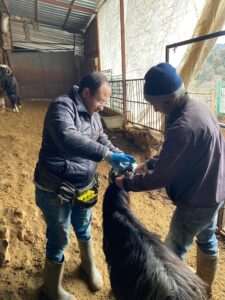 Ahırlı'da Küçükbaş Hayvanlar İçin Sağlık Çalışmaları Devam Ediyor