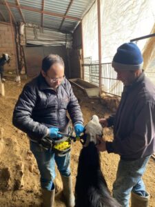 Ahırlı'da Küçükbaş Hayvanlar İçin Sağlık Çalışmaları Devam Ediyor