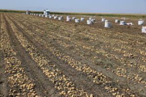 KONYA ŞEKER’DEN ÜRETİCİLERE 348 MİLYON TL’LİK PATATES BEDELİ ÖDEMESİ