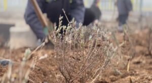 Çumra’da Lavanta Ekimi Hız Kesmeden Devam Ediyor