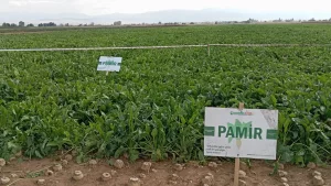 YERLİ TOHUM ÇALIŞMALARI SÜRÜYOR