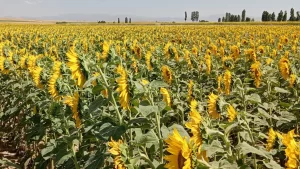 YERLİ TOHUM ÇALIŞMALARI SÜRÜYOR