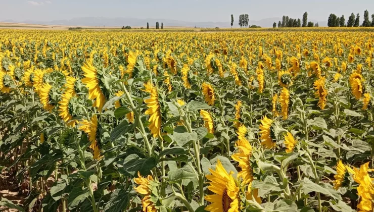 YERLİ TOHUM ÇALIŞMALARI SÜRÜYOR