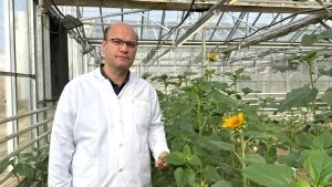 YERLİ TOHUM ÇALIŞMALARI SÜRÜYOR