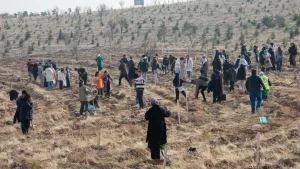 Selçuk Üniversitesi Öğrencileri Fidanları Toprakla Buluşturdu