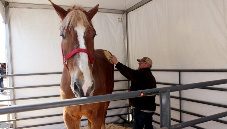 Atlar İnsanların Korkusunu Mu Hissediyor? Yeni Araştırma
