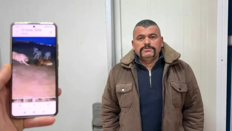 Konya’da Şaşırtan Anlar: Vatandaş Yaban Domuzunu Yakaladı