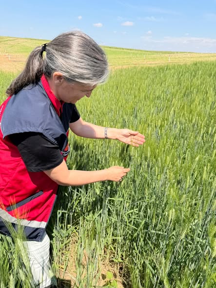 ÇUMRA’DA SÜNE NİMF SÜRVEY ÇALIŞMALARI DEVAM EDİYOR